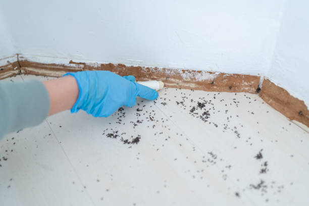 Best Best Pest Control Companies  in Shepherdstown, WV