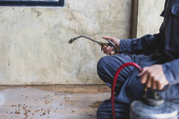 Wasp Removal Services in Shepherdstown, WV